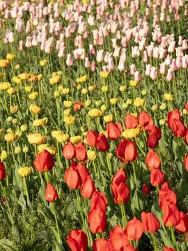 Spring blooming tulips Stock Photos