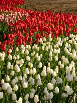 Spring blooming tulips Stock Photos