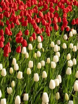 Spring blooming tulips Stock Photos