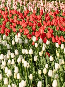 Spring blooming tulips Stock Photos