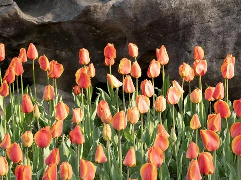 Spring blooming tulips Stock Photos