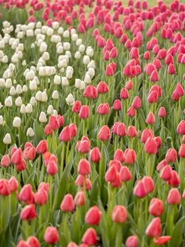 Spring blooming tulips Stock Photos