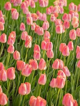 Spring blooming tulips Stock Photos