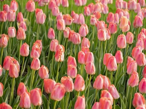 Spring blooming tulips Stock Photos
