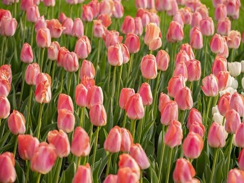 Spring blooming tulips Stock Photos