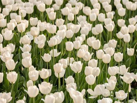 Spring blooming tulips Stock Photos