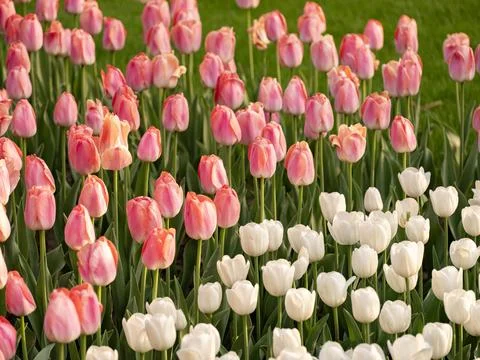 Spring blooming tulips Foto stock