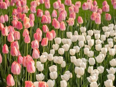 Spring blooming tulips Stock Photos
