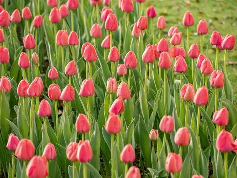 Spring blooming tulips Stock Photos