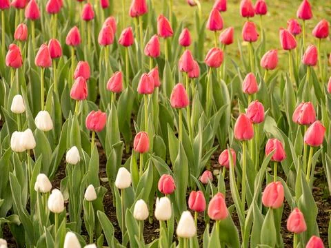 Spring blooming tulips Stock Photos