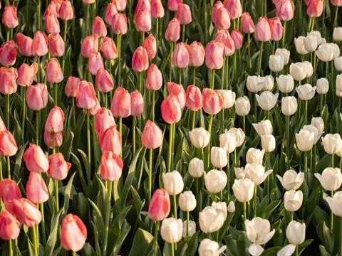 Spring blooming tulips Stock Photos