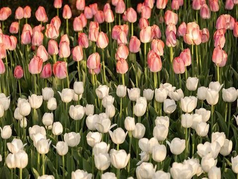 Spring blooming tulips Stock Photos