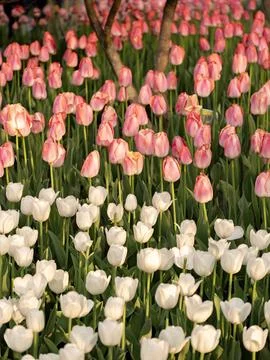 Spring blooming tulips Stock Photos