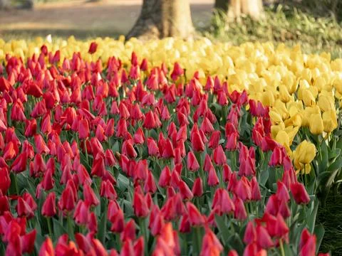 Spring blooming tulips Stock Photos
