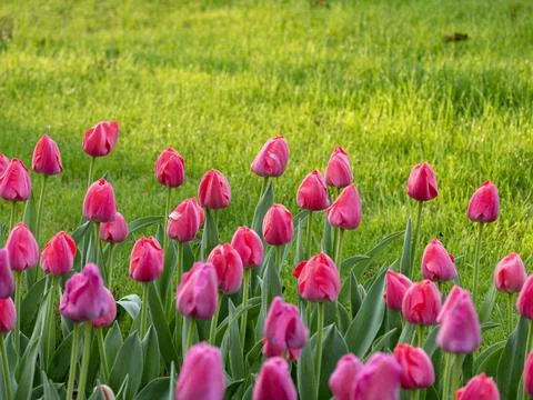 Spring blooming tulips Stock Photos