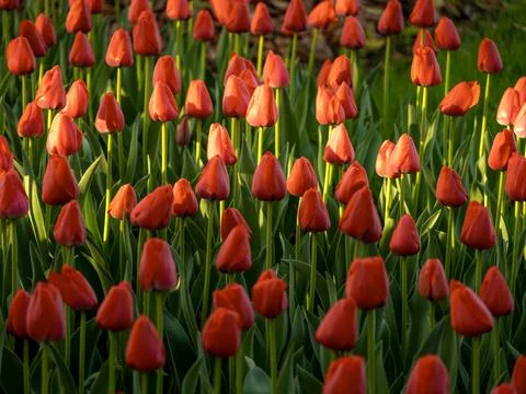 Spring blooming tulips Stock Photos