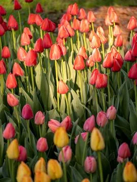 Spring blooming tulips Stock Photos