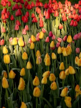 Spring blooming tulips Stock Photos