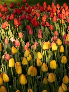Spring blooming tulips Foto stock
