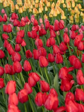 Spring blooming tulips Stock Photos