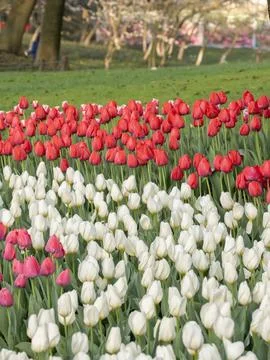 Spring blooming tulips Stock Photos