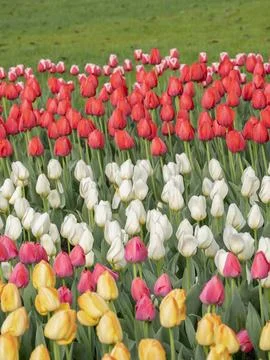Spring blooming tulips Stock Photos