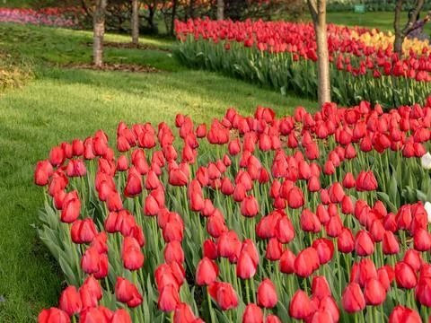 Spring blooming tulips Stock Photos