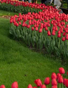 Spring blooming tulips Stock Photos