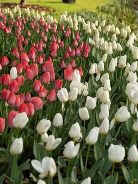 Spring blooming tulips Stock Photos