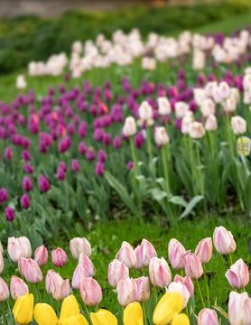 Spring blooming tulips Stock Photos