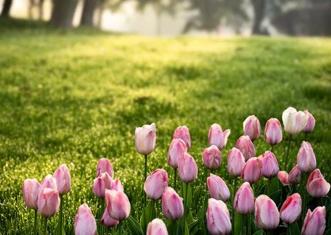 Spring blooming tulips Stock Photos