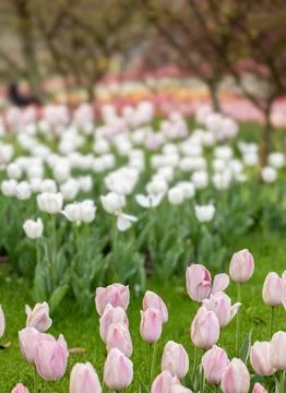 Spring blooming tulips Stock Photos