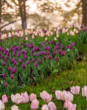 Spring blooming tulips Stock Photos