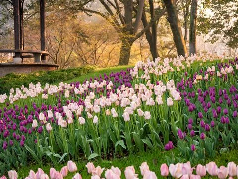 Spring blooming tulips Stock Photos