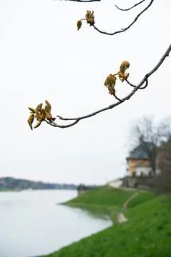 A spring blooming twig extends over water, blending with the sky near river Stock Photos
