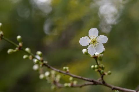 Spring Blooming - White Blossoms Stock Photos
