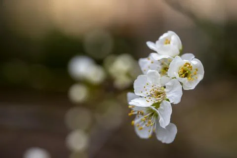 Spring Blooming - White Blossoms Stock Photos