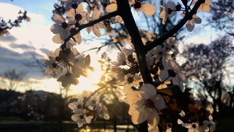 Spring blooming white cherry flowers on a blurred background Stock Footage 105292682
