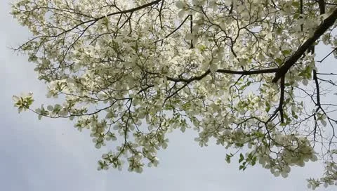 Spring blooming white dogwood tree branches - hd Stock Footage 11016917