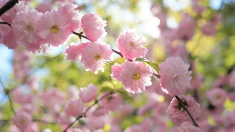 Spring blooming white tree pink flowers city park Stock Footage 149106701