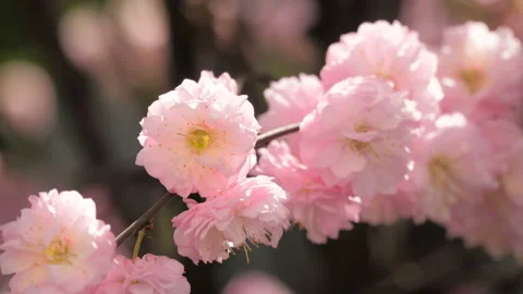 Spring blooming white tree pink flowers city park Stock Footage 149166063