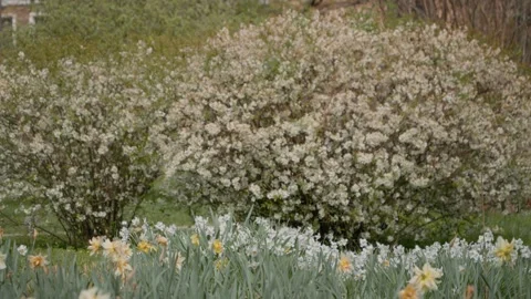 Spring blooms of daffodils in a vibrant park display Stock Footage 308722459
