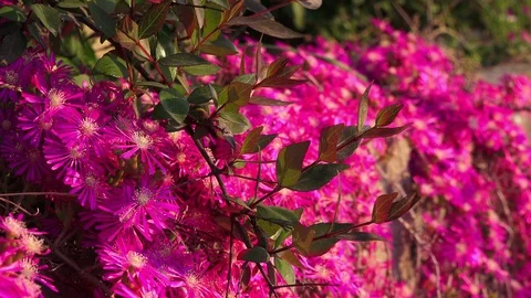 Spring blooms Video stock 89361349