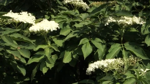 Spring blooms Stock Footage 132364647