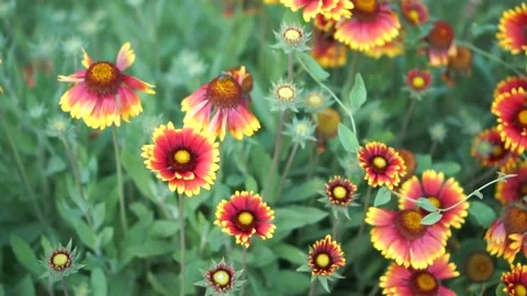 Spring blooms Stock Footage 132648357