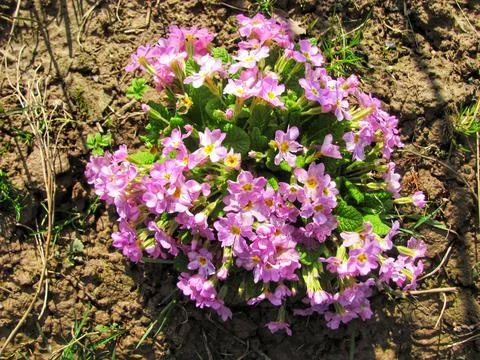 Spring Blooms in the Garden Stock Photos