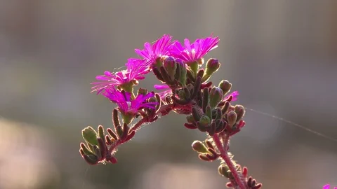 Spring blooms. macro Stock-Footage 89638522