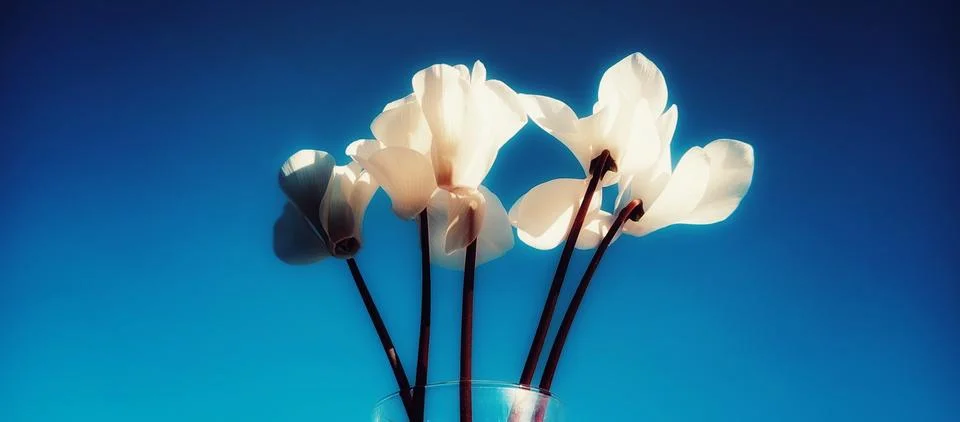 Spring blooms  Stock Photos