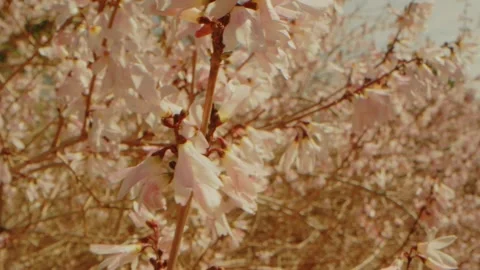 Spring Blooms at Planting Fields Arboretum, Oyster Bay, NY Stock Footage 318428117
