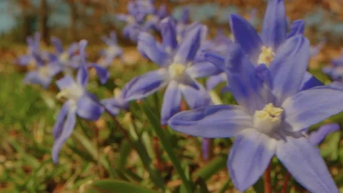 Spring Blooms at Planting Fields Arboretum Glory of the Snow Flowers Stock Footage 318428213